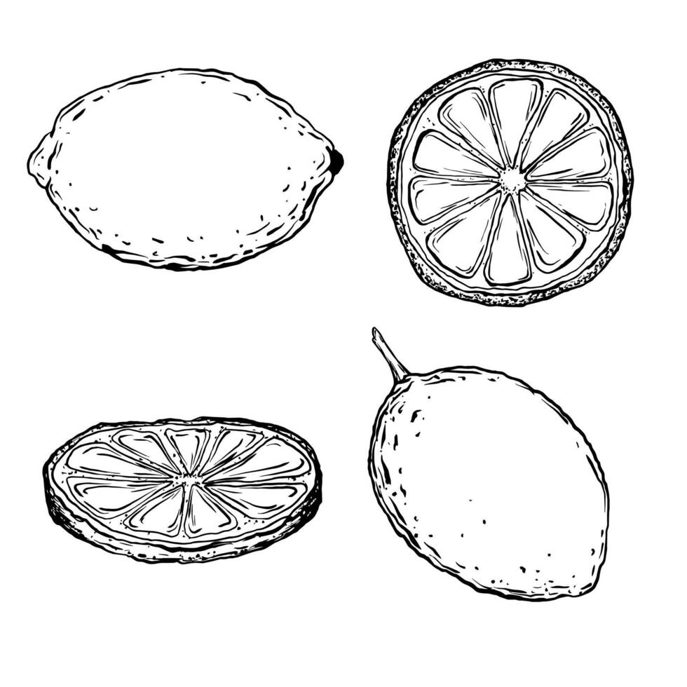 Vector Set juicy Lemons with leaves on the branches with flowers. Graphic botanical illustration Citrus fruit in line art style, sketch, chalkboard style. Isolated object EPS vector