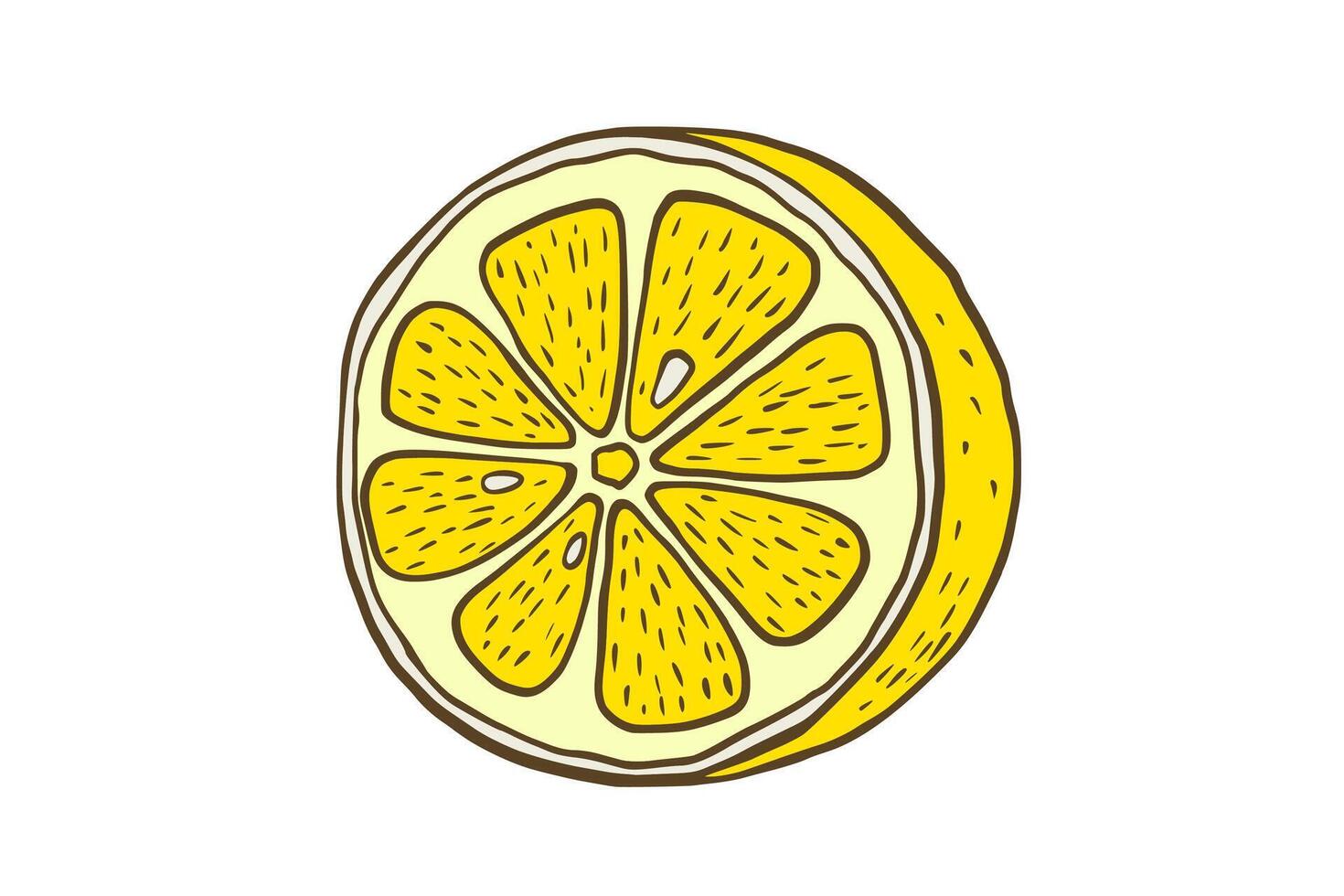 Hand drawn color half lemon. Fruit cut in sketch style, whole fresh citrus. drawing isolated on white vector