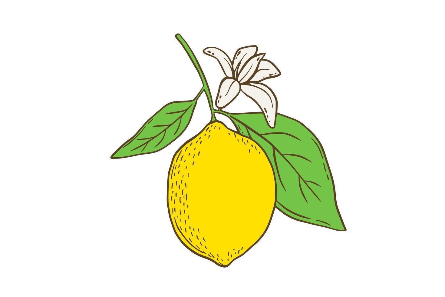 Hand drawn color lemon with leaves and flower. Fruit in flat style, whole fresh citrus isolated on white background vector
