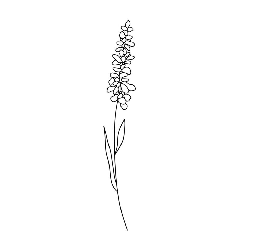 mano dibujado flor lavanda. contorno flor silvestre bosquejo. línea Arte garabatear aislado en blanco vector