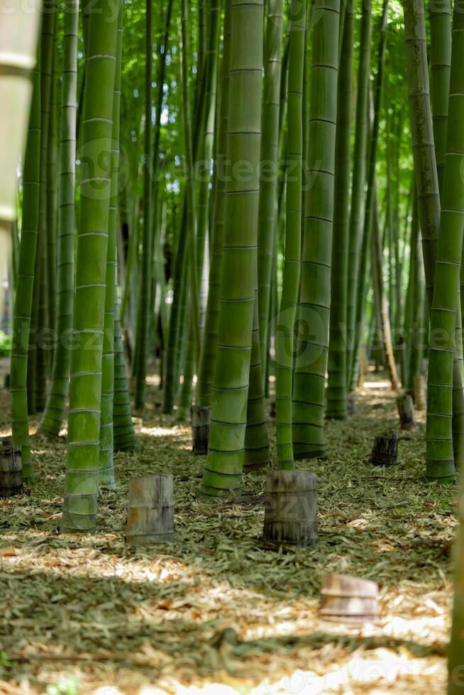 A green bamboo forest in spring sunny day photo