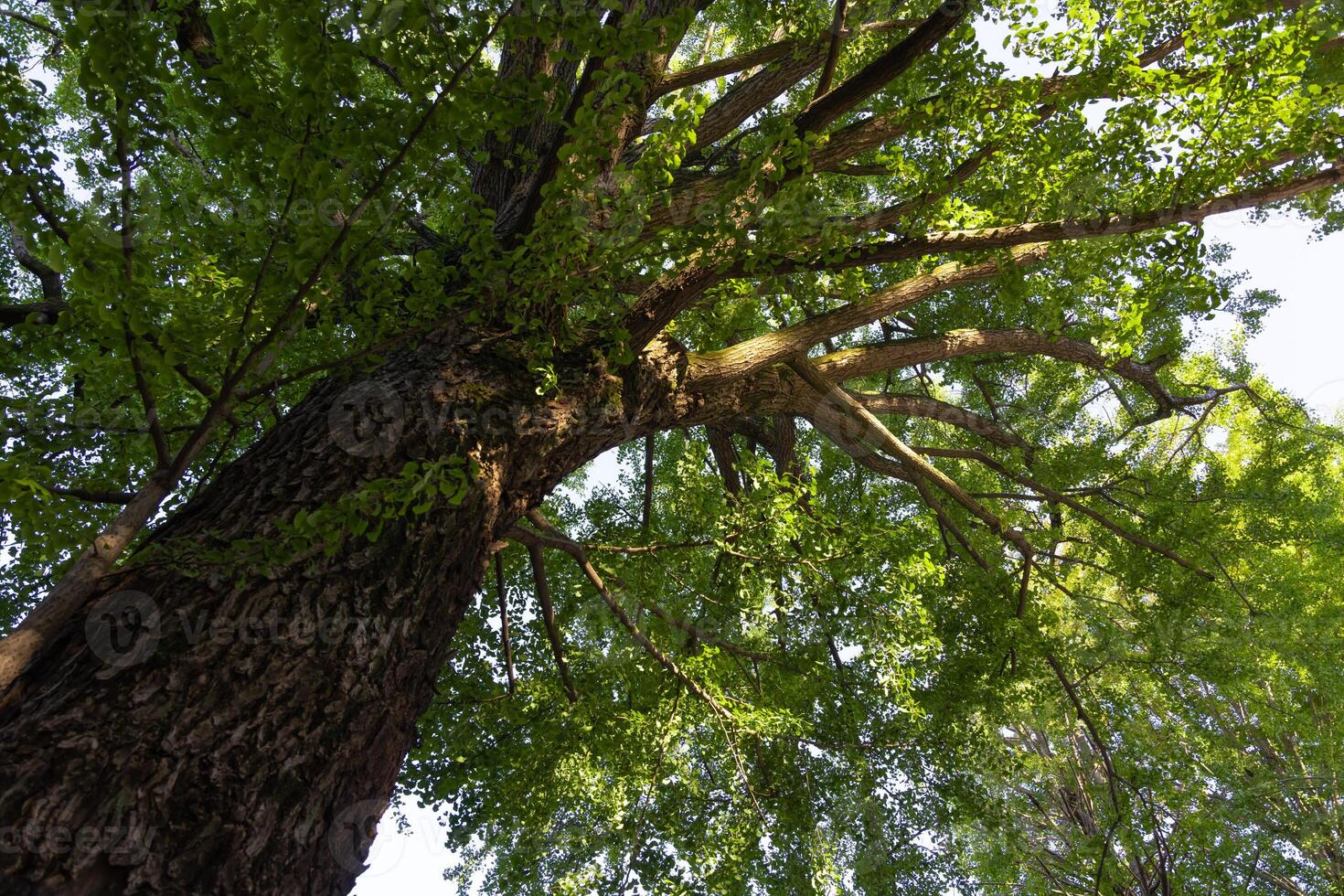 un gingko árbol a japonés santuario amplio Disparo foto
