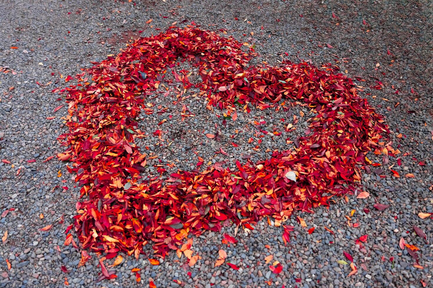 A heart shaped surrounded red leaves on the ground in autumn photo