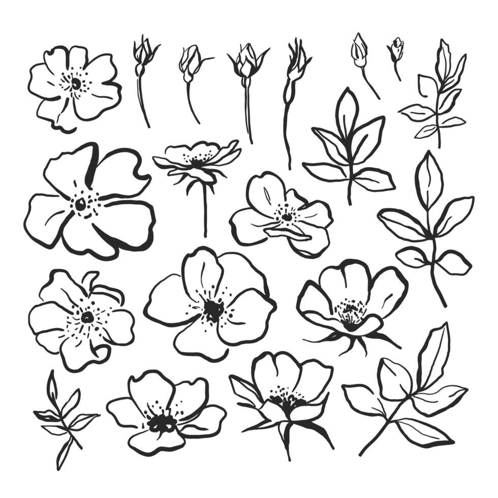 Rosehip flower abstract hand drawn set. Minimalist black ink sketch isolated on white background vector