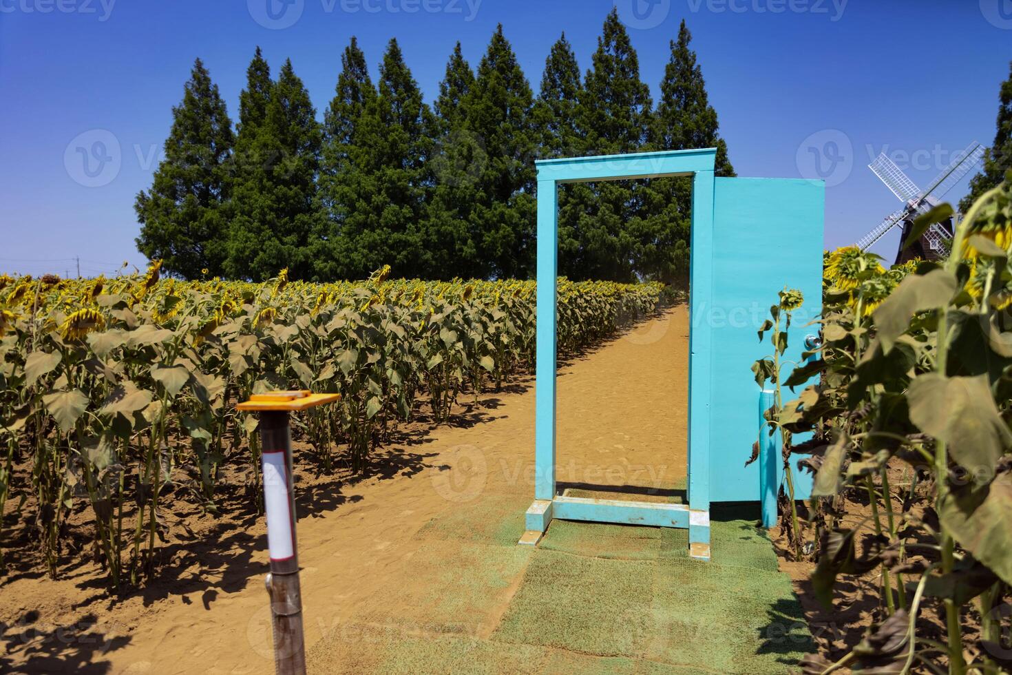 girasoles y ligero azul puerta a el granja soleado día foto