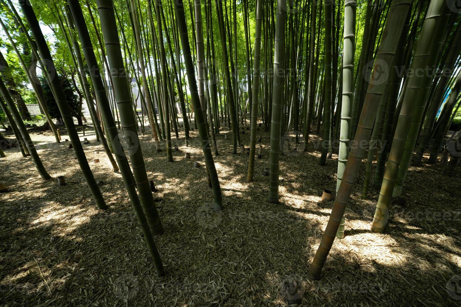 un verde bambú bosque en primavera soleado día mirando abajo foto