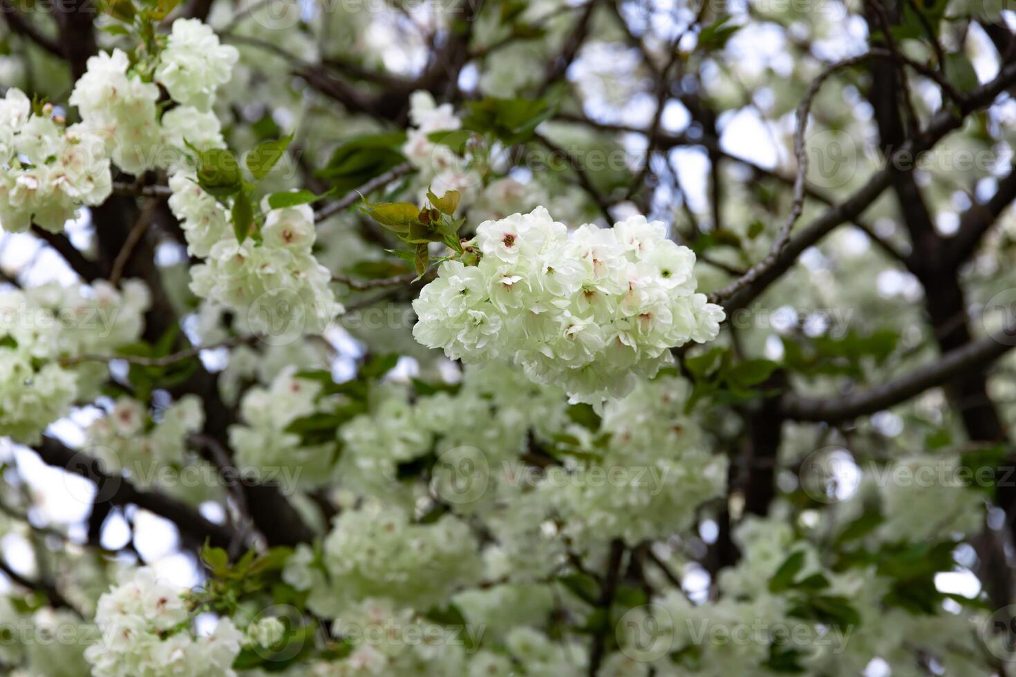 Ukon Cherry flowers swaying in the wind cloudy day closeup photo