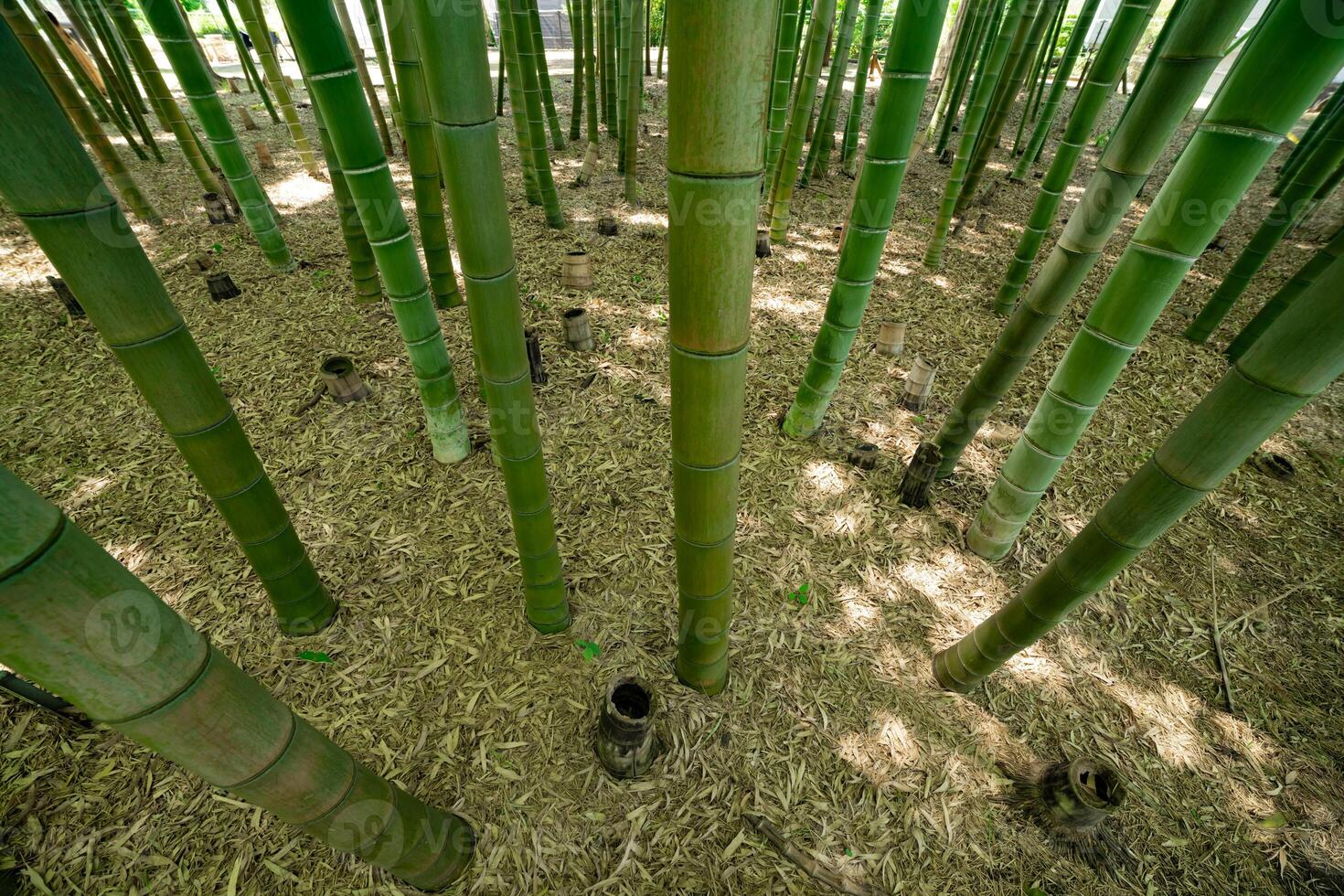 un verde bambú bosque en primavera soleado día mirando abajo foto