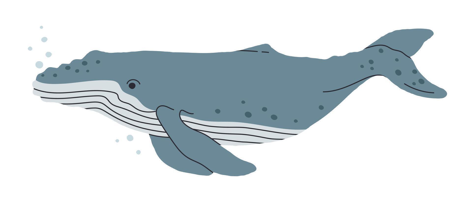 azul ballena. mano dibujado submarino mamífero animal, salvaje ballena, acuático gigantesco criatura nadar en Oceano plano ilustración. linda azul ballena en blanco vector