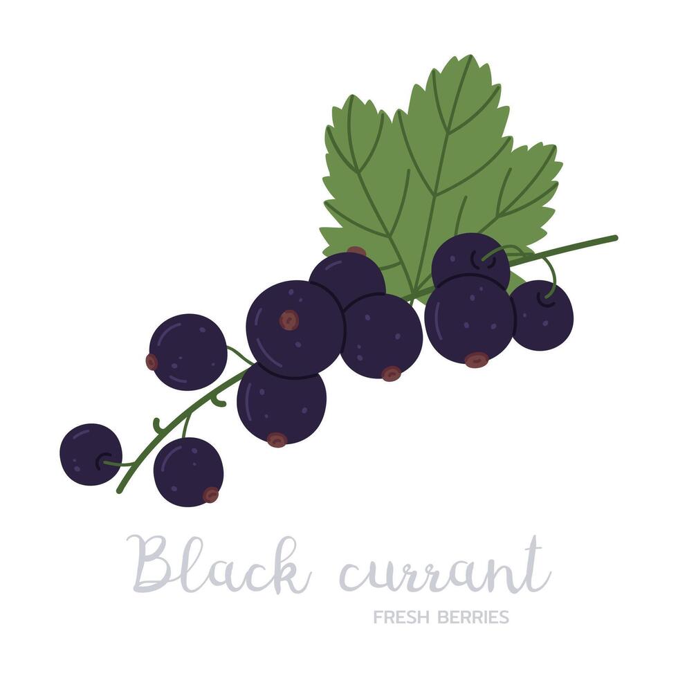 Black currants berries branch. Ripe black currant berry on twig, garden or forest blackcurrants with caption flat illustration. Hand drawn black currants on white vector