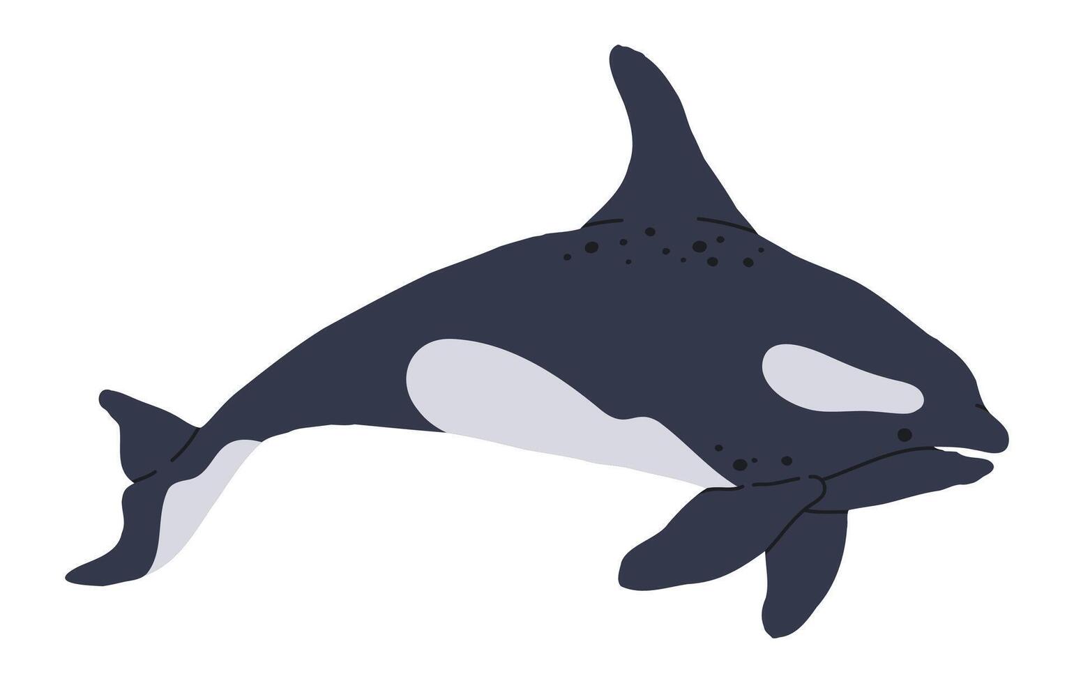 Hand drawn orca. Wild sea killer whale, underwater mammal animal, cute orca swim in ocean flat illustration. Aquatic killer whale on white vector