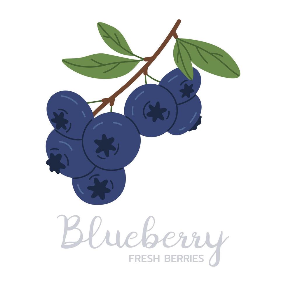 Blueberry branch. Hand drawn ripe blue berries, forest or garden blueberries flat illustration. Edible berries with caption vector