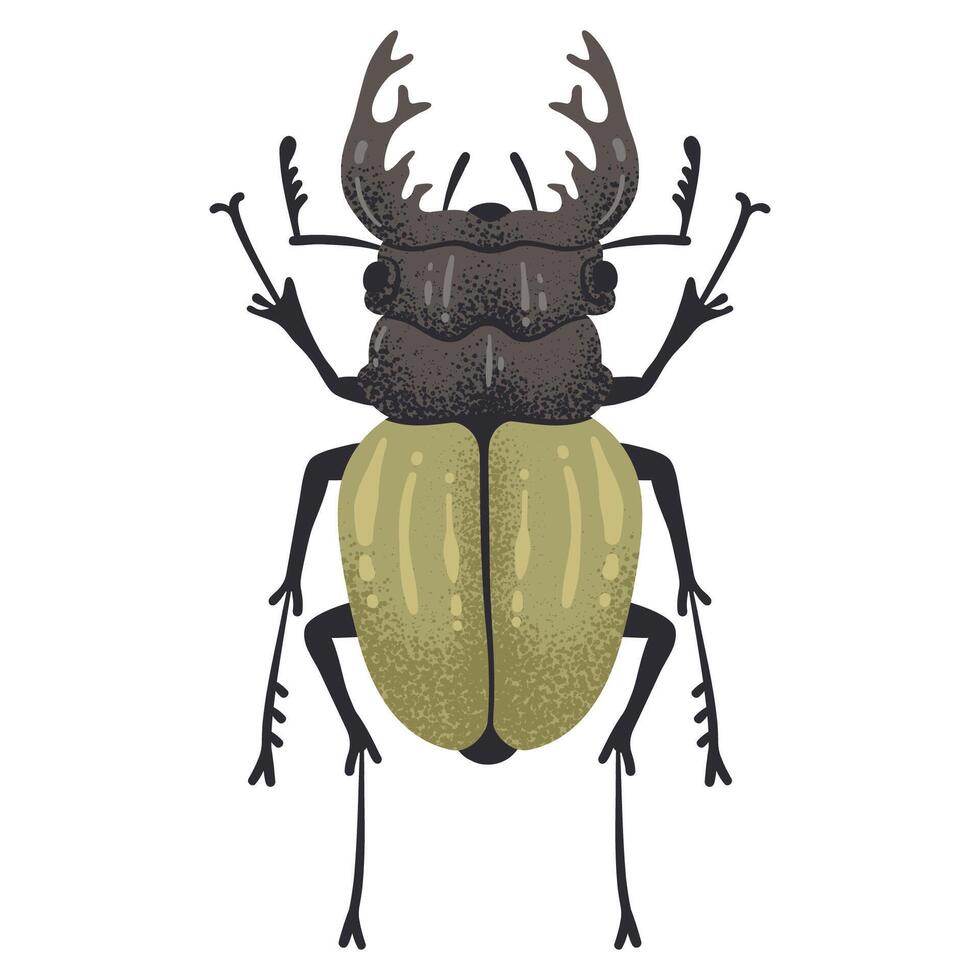 Hand drawn bug. Stag beetle insect, flying horned bug, coleopterist trophy flat illustration. Cartoon large stag beetle on white vector