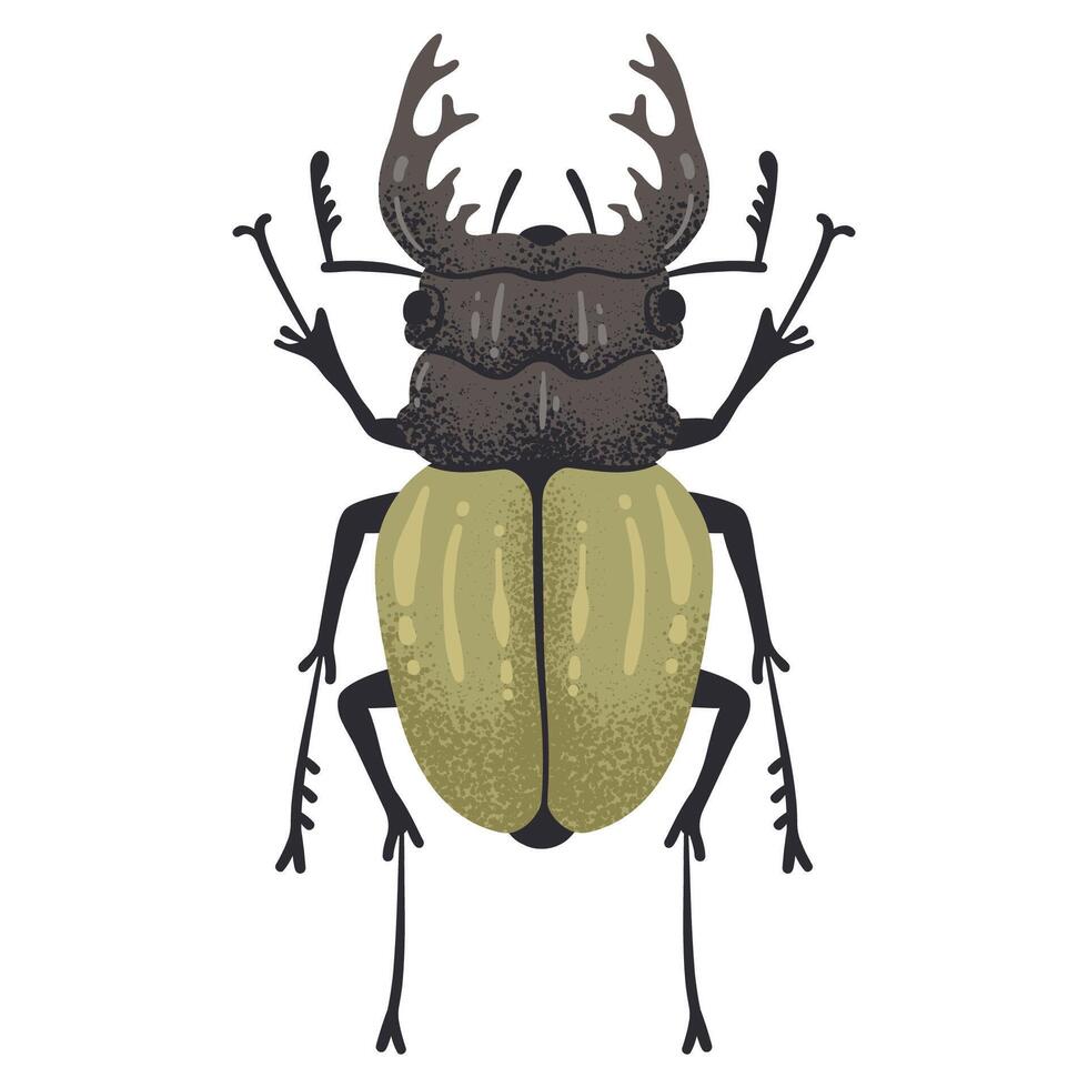 mano dibujado bicho. ciervo escarabajo insecto, volador con cuernos bicho, coleopterista trofeo plano ilustración. dibujos animados grande ciervo escarabajo en blanco vector