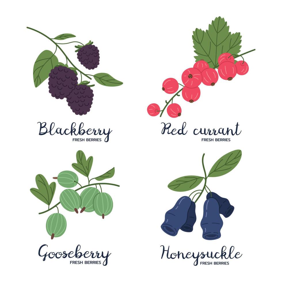 Hand drawn berries set. Blackberry, red currant, gooseberry and honeysuckle, edible fresh garden berries flat illustration set. Juicy berries with captions vector