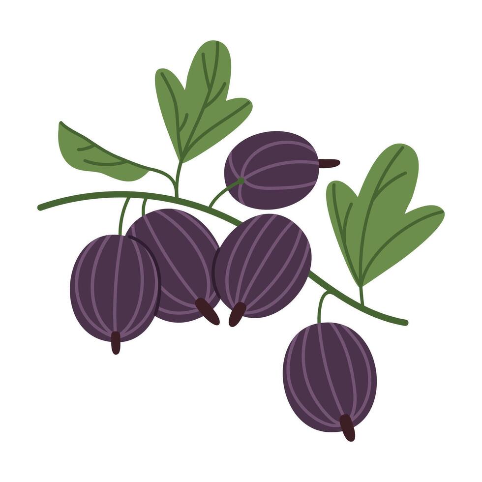 Wild forest gooseberries. Fresh gooseberry, edible juicy berries flat illustration. Hand drawn delicious gooseberry on white vector