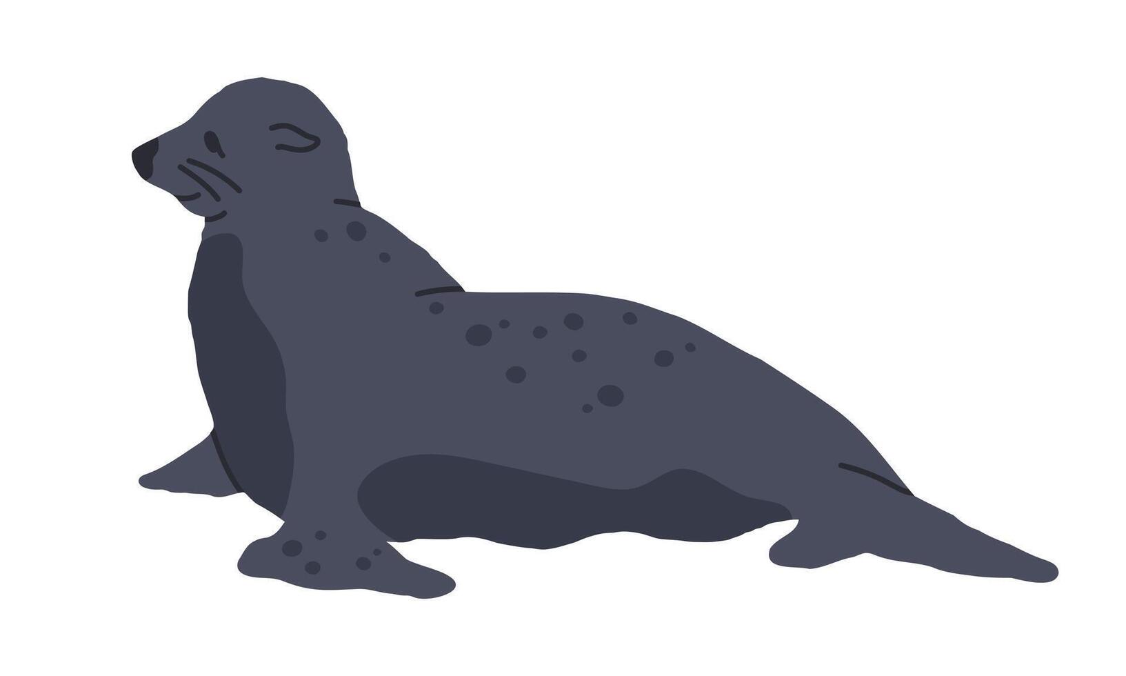 Fur seal. Wild antarctic mammal animal, cute sea lion, marine animal flat illustration. Hand drawn seal on white vector
