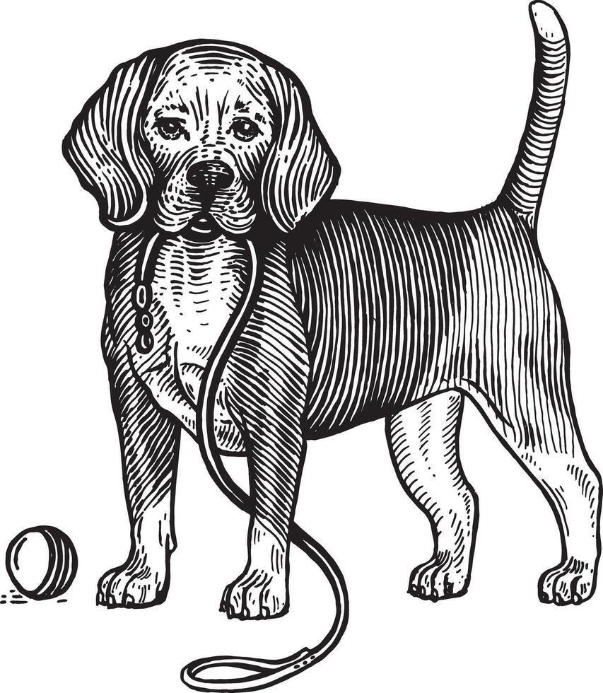 Beagle, a dog with a ball, illustration. Vintage graphics and handwork. The dog stands near the ball and holds a leash in its mouth, wants to play with it. Collection of pets. vector