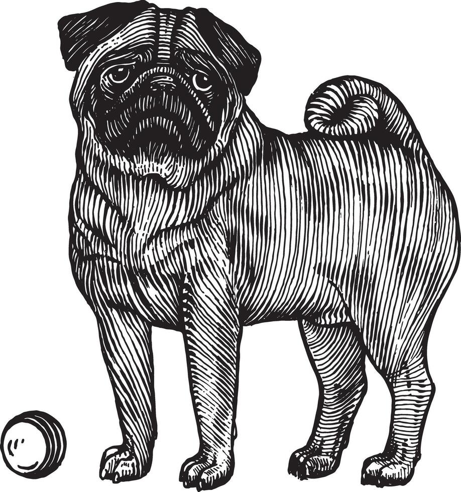 Pug, a dog with a ball, illustration. Vintage graphics and handwork. The dog stands near the ball and wants to play with it. Collection of pets. vector