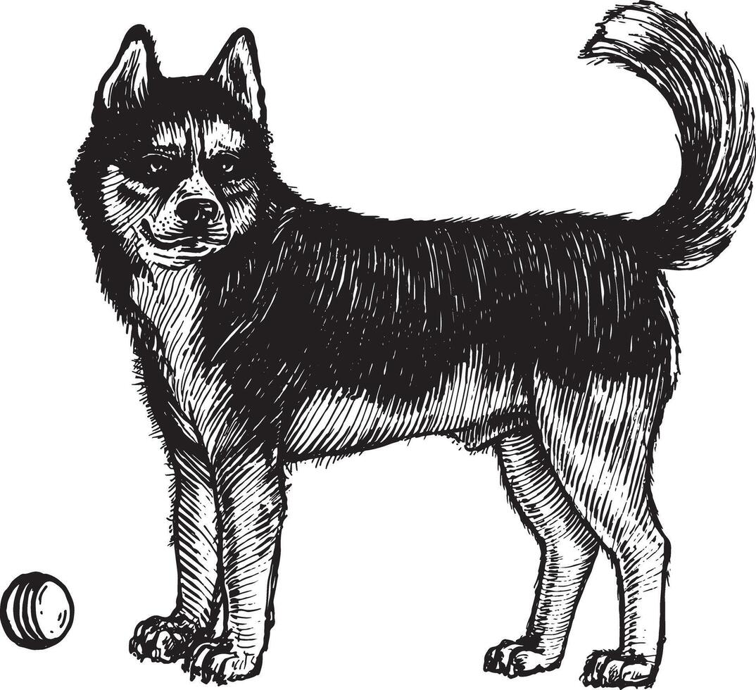 perros esquimales, un perro con un pelota, ilustración. Clásico gráficos y trabajo manual. el perro soportes cerca el pelota y quiere a jugar con él. colección de mascotas. vector