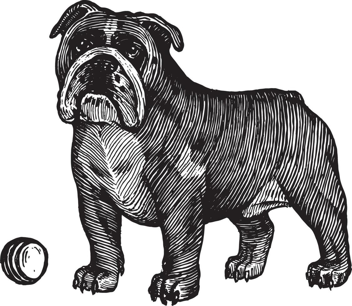 British bulldog, a dog with a ball, illustration. Vintage graphics and handwork. The dog stands near the ball and wants to play with it. Collection of pets. vector