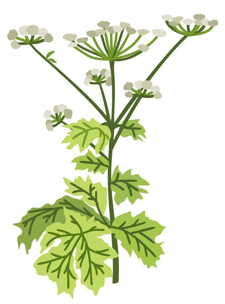 Hogweed. botanical isolated illustration vector