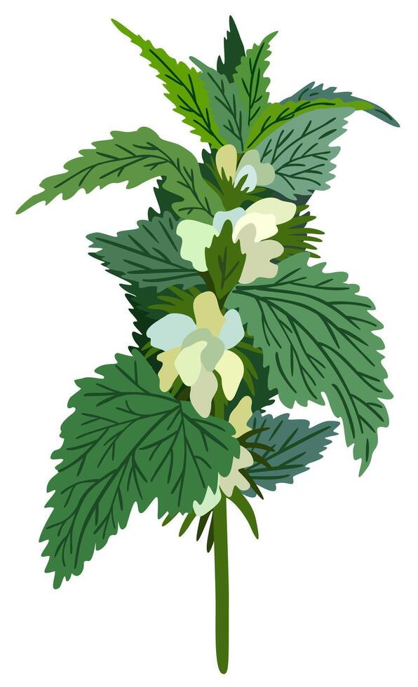 White dead nettle plant. isolated illustration vector