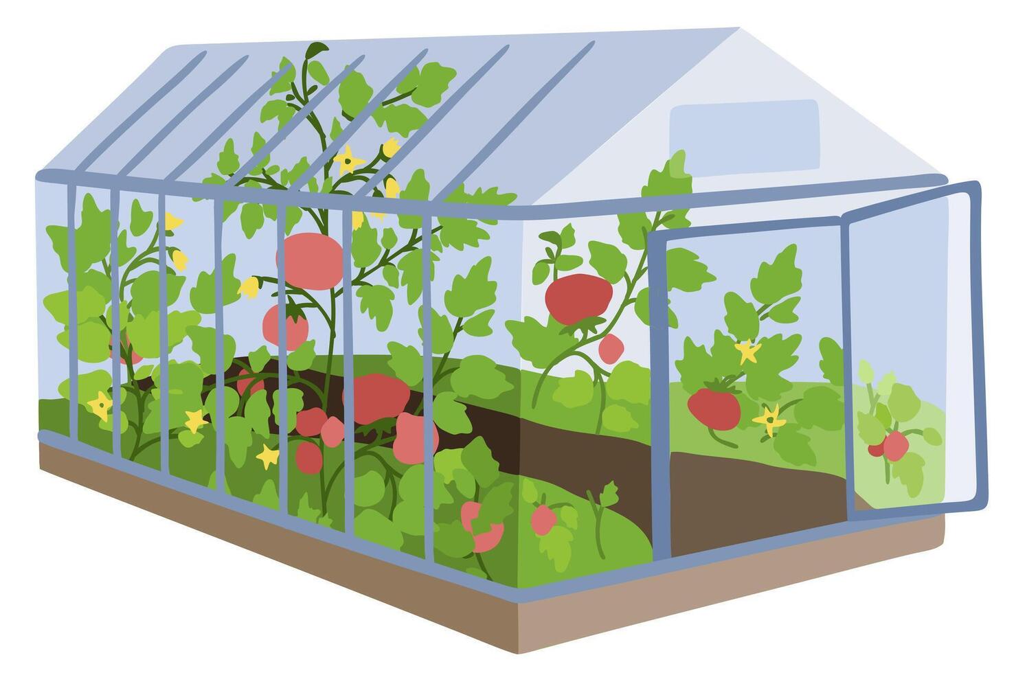 Greenhouse with tomato plants. isolated illustration. vector