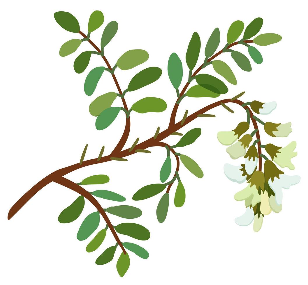 Blooming acacia plant. isolated illustration vector
