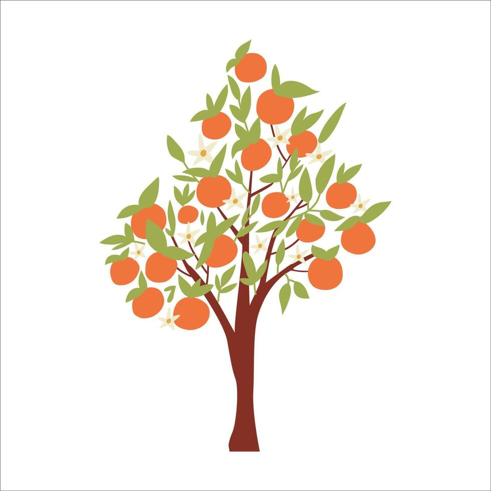 Illustration of an orange tree. An orange tree isolated in a cartoon style. vector