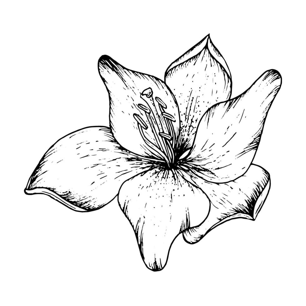 gráfico ilustración de brotes y pétalos de un lirio. negro y blanco mano dibujo. vector