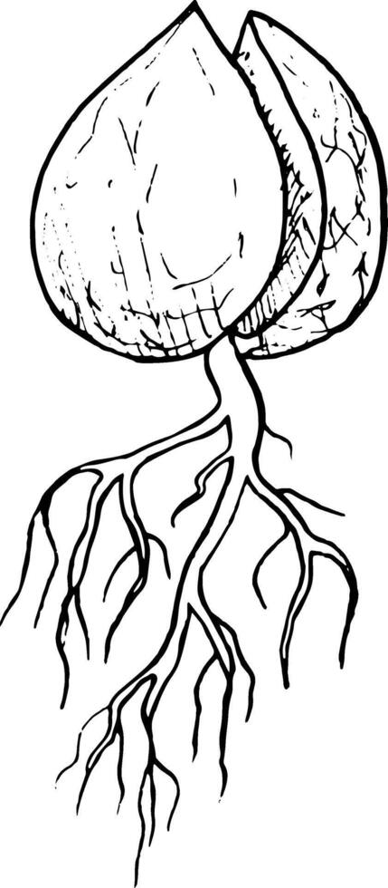 illustration, hand drawn avocado seeds in a glass of water for germination. Avocado sprout from a seed with leaves vector