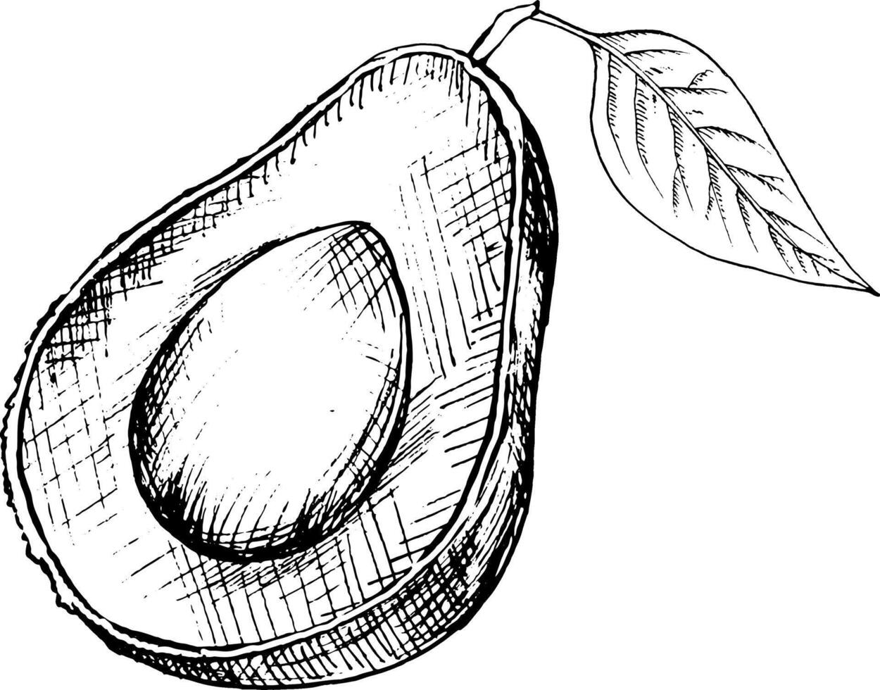 graphic image of whole avocado fruit, avocado halves, pieces, leaves, hand drawing. vector