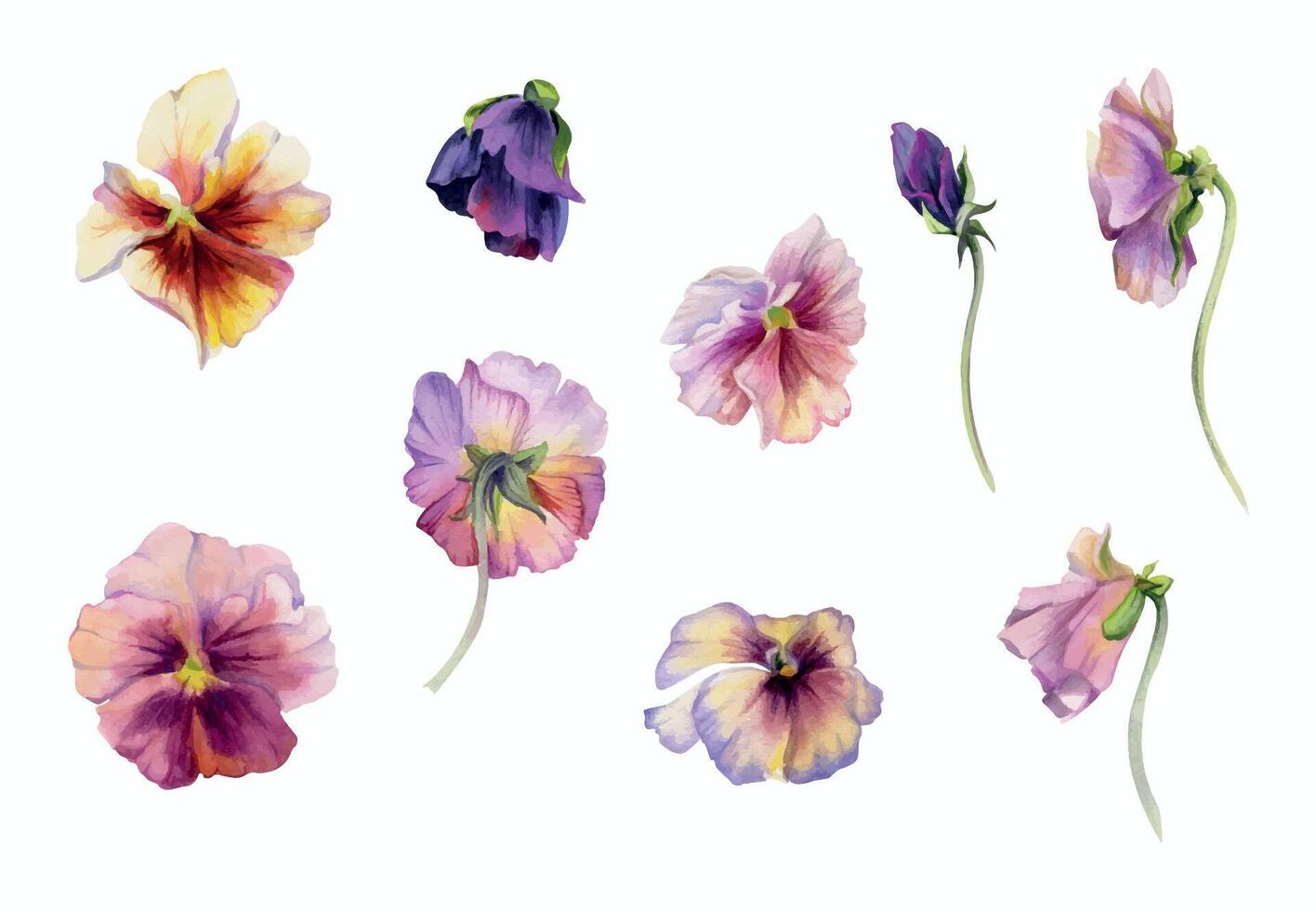 Hand drawn watercolor illustration shabby boho botanical flowers. Colorful pansy viola impatiens panola, Single object isolated on white background. Design wedding, love cards, shop, bride bouquet vector