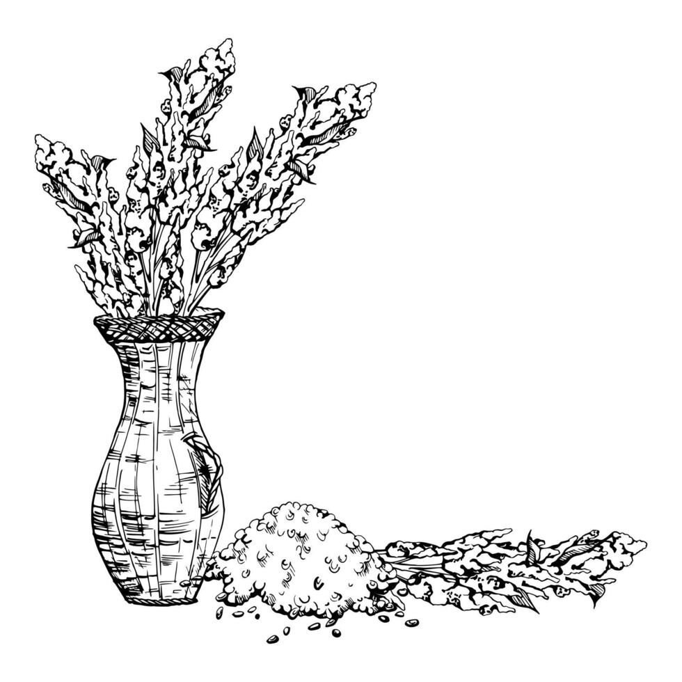 Hand drawn ink illustration, quinoa plant seeds, amaranth flower crop food farm agriculture. Composition isolated on white background. Design travel, brochure, print, cafe restaurant menu vector