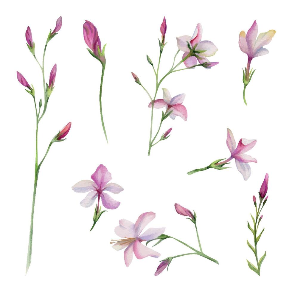 Hand drawn watercolor illustration botanical. Clematis cleome spider anemone lobelia impatiens jasmine, orange flower. Single object isolated on white. Design wedding, love cards, bride bouquet, shop vector