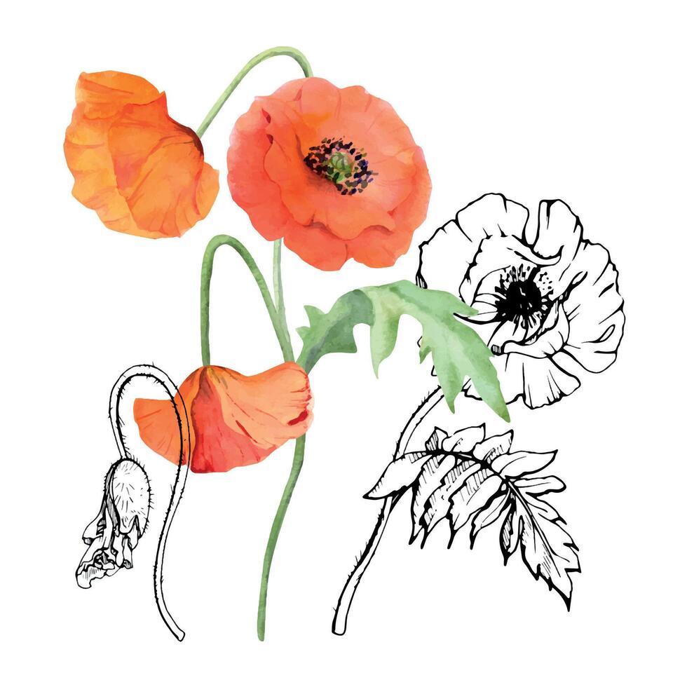 mano dibujado acuarela botánico ilustración flores hojas. rojo amapola papaver, tallos brotes vainas de semillas. campo ramo de flores aislado en blanco antecedentes. diseño boda, amor tarjetas, remembranza día papelería vector