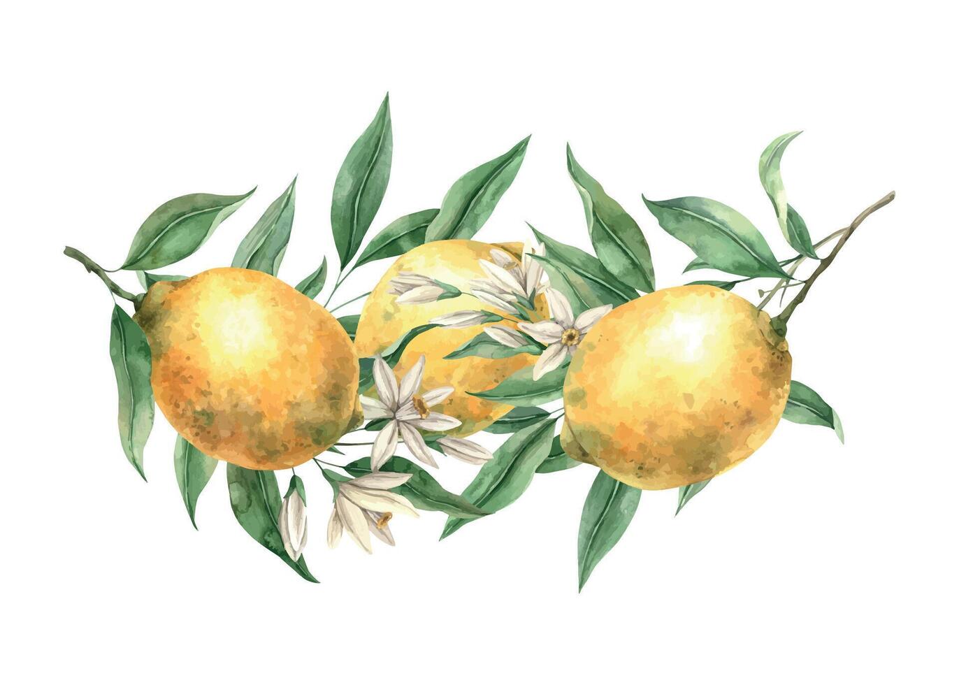Fresco agrios amarillo limón, verde hojas y blanco delicado flores aislado acuarela ilustración en realista estilo. hecho a mano composición para decorando tarjetas, Boda diseño, invitaciones vector