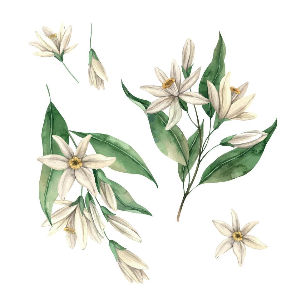 Set of delicate lemon flowers with green leaves. Botanical floral isolated watercolor set in realistic style. The composition is drawn for interior, cards, wedding design, invitations, textiles. vector