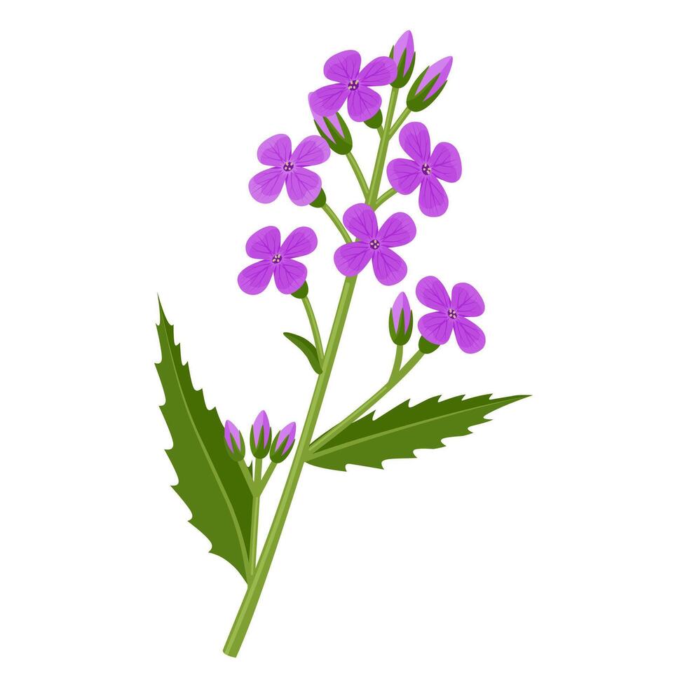 illustration, Dame's Rocket Flower, also called Dames Violet, Sweet Rocket, scientific name Hesperis matronalis, isolated on white background. vector