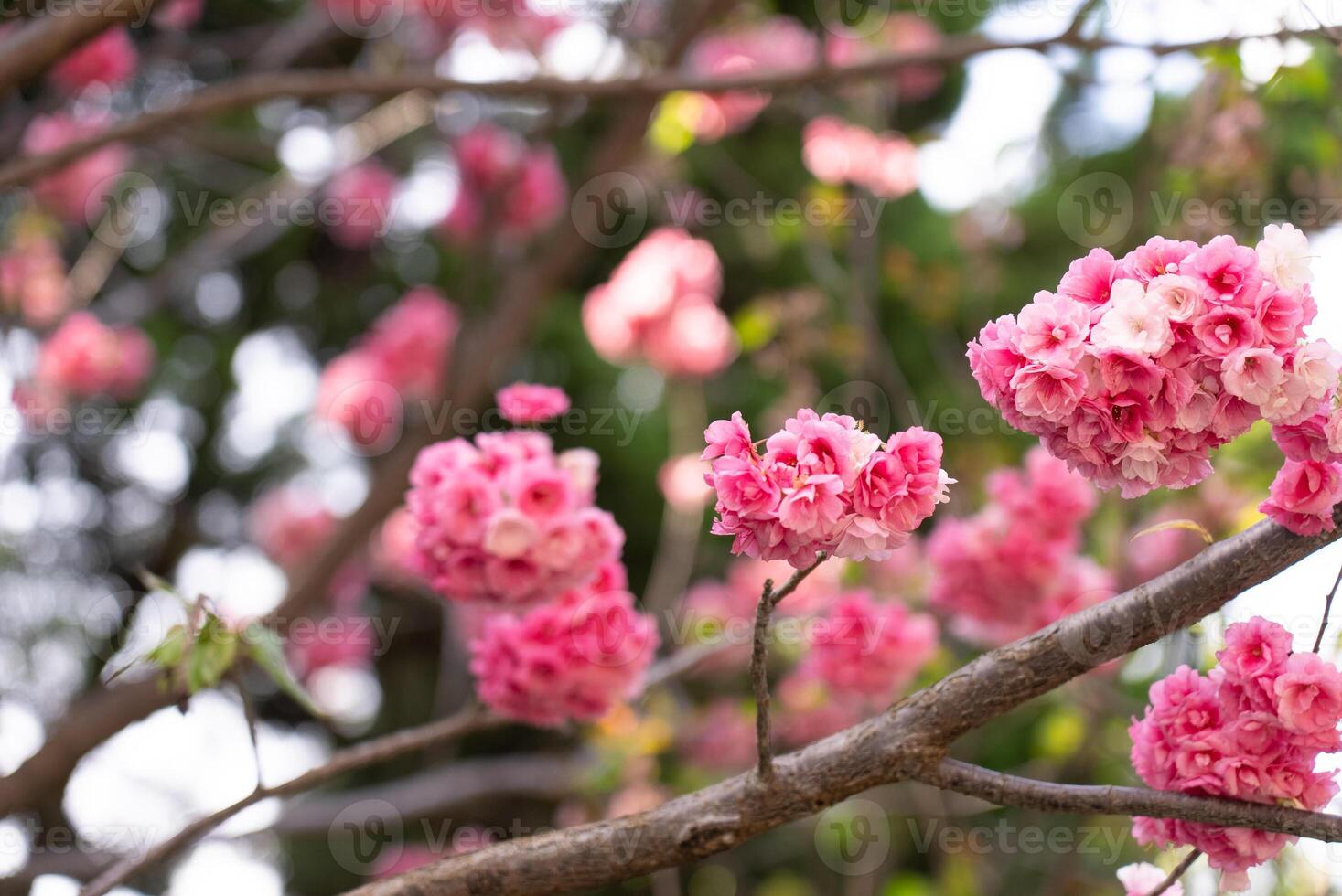Close up View of Beautiful Pink Cherry Blossom on Branch at Spring photo
