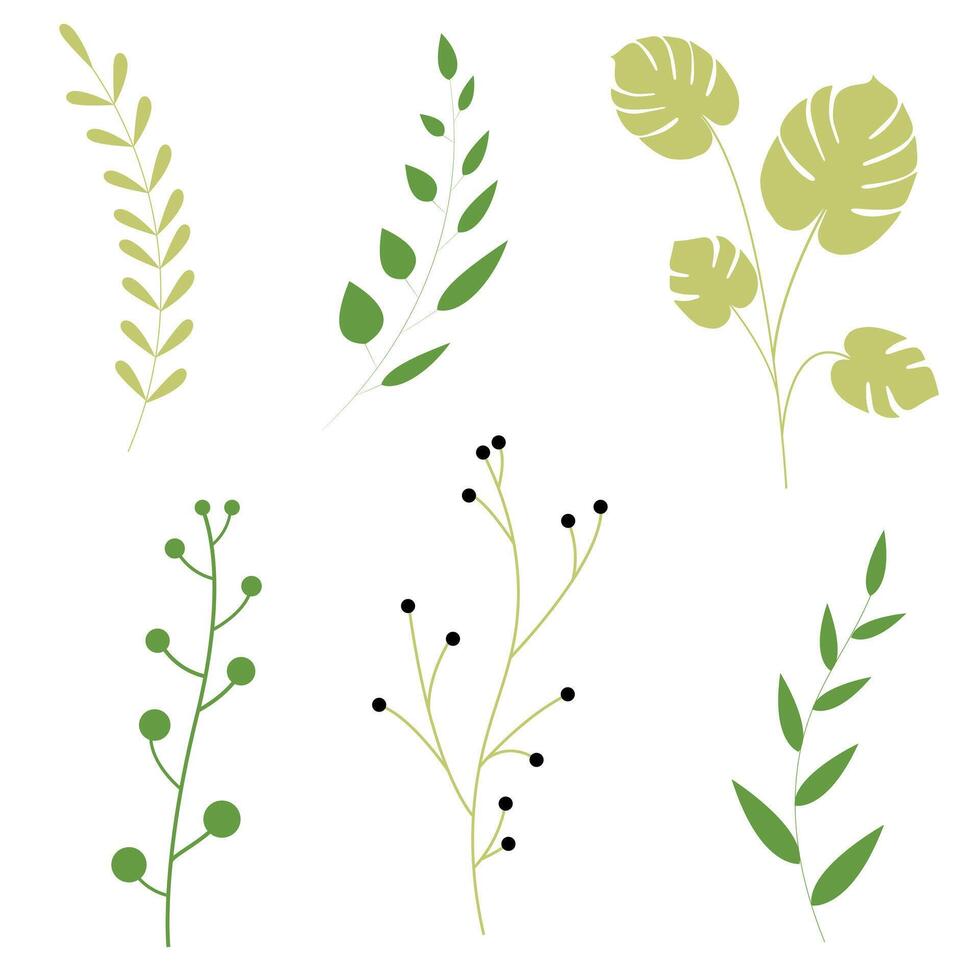 leaf isolated on white background. illustration of a green leaf. Flowers set illustration. Neutral flowers, minimalism. vector