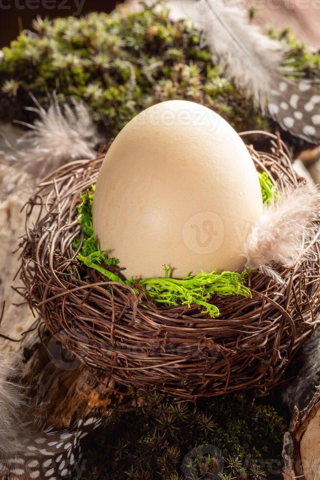 Organic Easter image. One natural color beige egg in nest on background of moss and feathers. photo