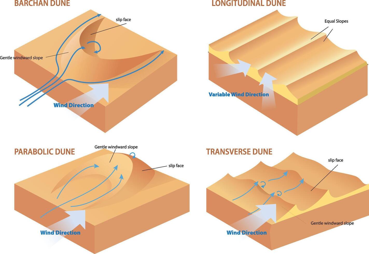 types of dune cross section diagram illustration vector