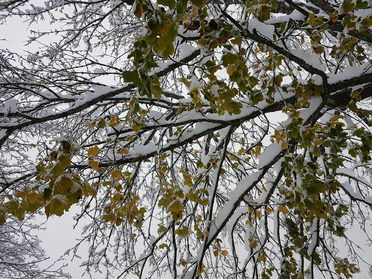 winter on the outskirts of Stockholm photo