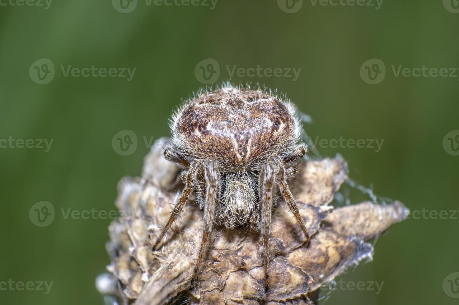 little spider is camouflage in the green nature season garden photo