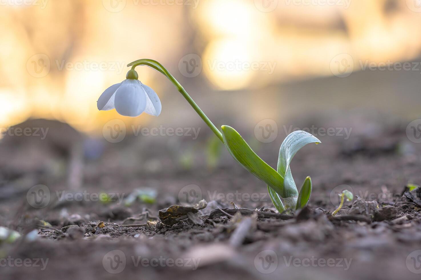 snow drop flower in my season garden photo