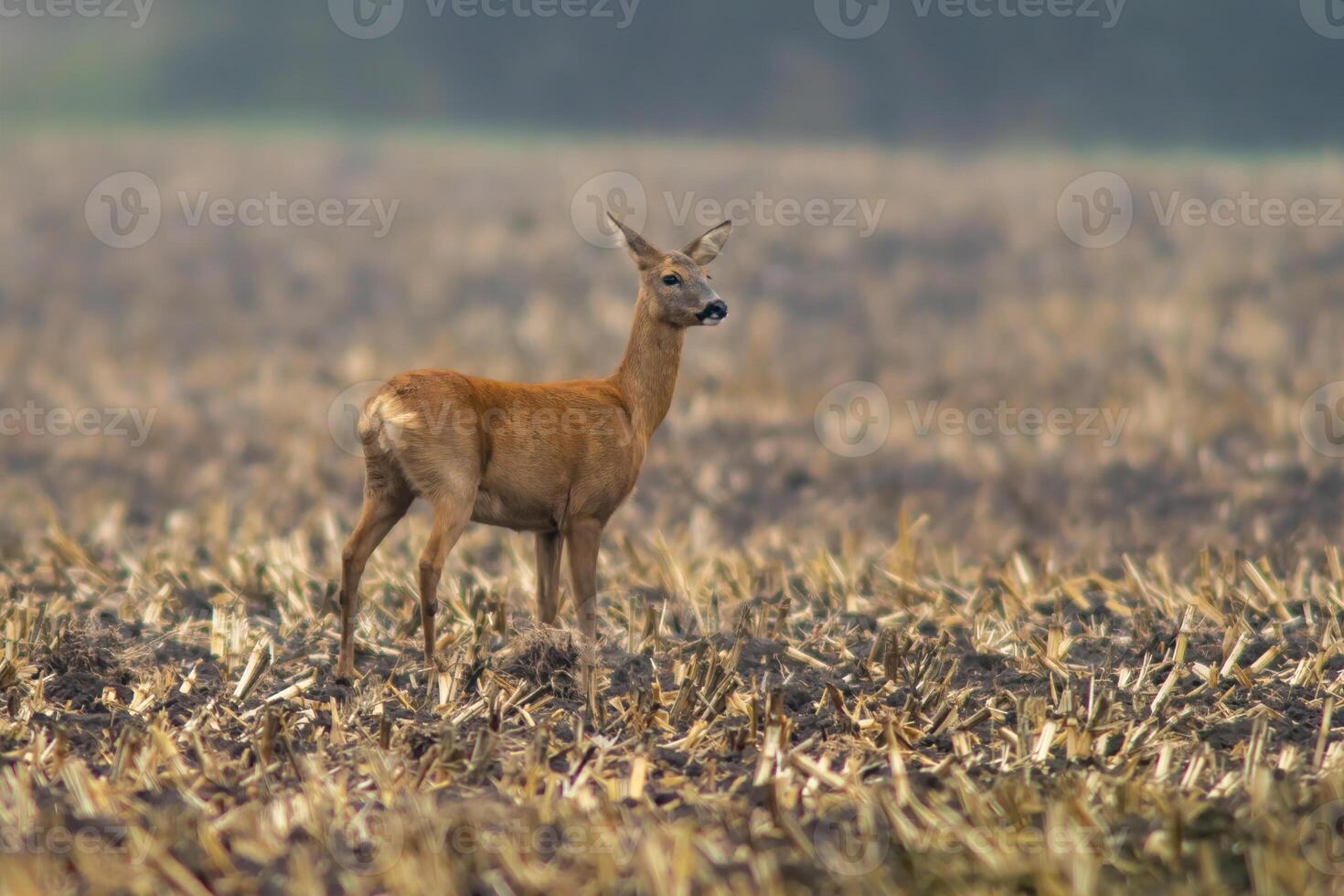 one beautiful deer doe standing on a harvested field in autumn photo