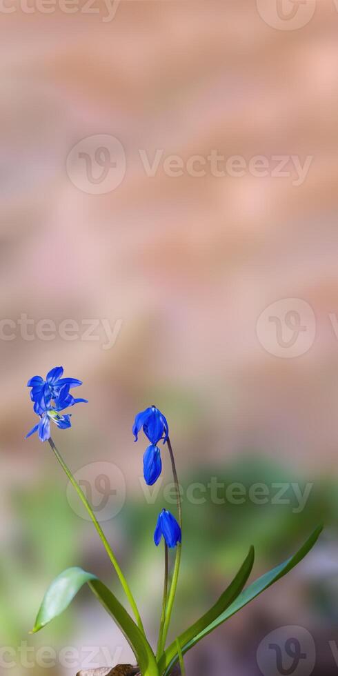 a soft flower blossom in a nature garden photo