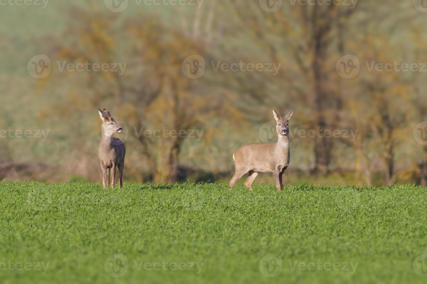 a group of deer in a field in spring photo